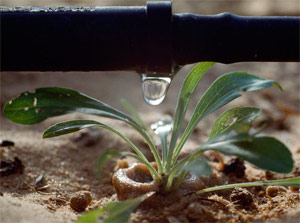 our Hamilton drip irrigation team has recently installed this drip system